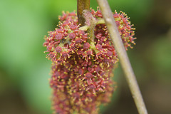 Ampelocissus latifolia